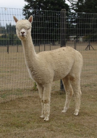 Alpaca For Sale - RF Lady Dulcinea at Alpacas of Royalwood Farm